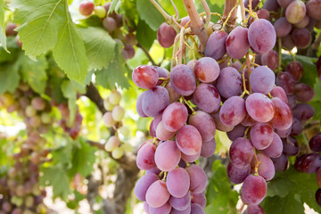 Grapes field, vineyard (Turkey Izmir vineyard)