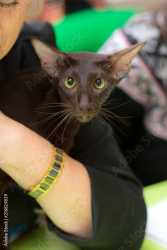 Oriental Cat Is In The Arms Of A Man Buy This Stock Photo And