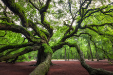 Angel Oak Tree In South Carolina 