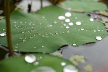 Close up of water drop on lotus leaf