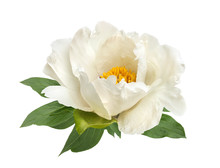 Terry White Peony Flower Isolated