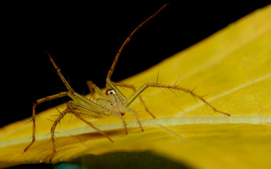 Canvas Print - spider sitting On leaf