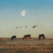 Moonrise over the Horses