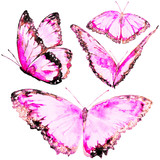 Fototapeta Motyle - beautiful pink butterflies, set, watercolor, isolated on a white