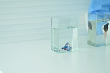 A betta fish in a glass tank