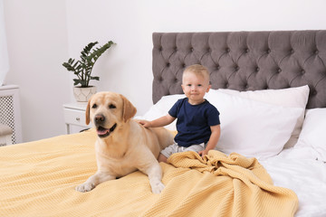 Wall Mural - Adorable yellow labrador retriever and little boy on bed at home