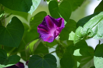 Canvas Print - macro nature flower Ipomoea Morning glory purple plant green leaf 