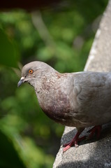 Wall Mural - macro bird pigeon looking eye green