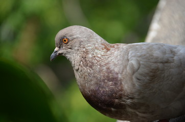 Canvas Print - macro bird pigeon looking eye green