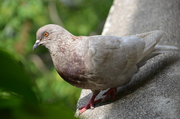 Canvas Print - macro bird pigeon looking eye green