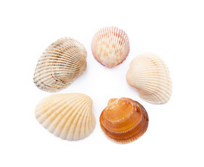 Exotic sea shells isolated on white background