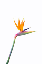 Bird Of Paradise Flower Isolated On A White Background