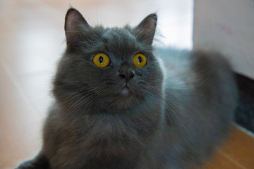 The focus of the persian gray cat face and golden eyes is shocking, afraid, Scare. PET