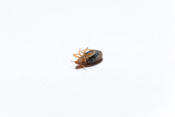 dead bedbug