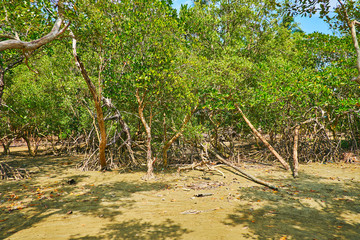 Wall Mural - In mangrove forest, Ngwesaung, Myanmar