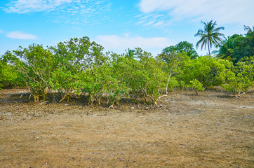 Canvas Print - The dry soil in mangroves, Ngwesaung, Myanmar