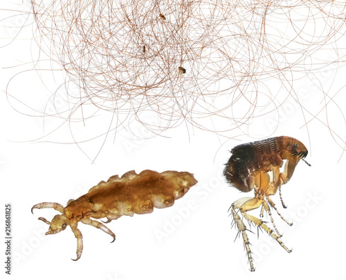 Head Lice Louse On Human Hair And Flea Or Human Flea Pulex