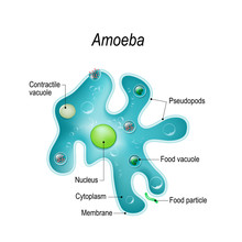 Structure Of An Amoeba Proteus