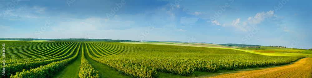 panoramica view ofcolorful fields and rows of currant bush seedlings as a background composition - obrazy, fototapety, plakaty 