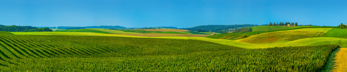 panoramic view of black currant plantations and agricultural lands