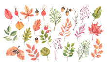 Hand Drawn Watercolor Illustration. Set Of Fall Leaves, Acorns, Berries, Spruce Branch. Forest Design Elements. Hello Autumn! Perfect For Seasonal Advertisement, Invitations, Cards