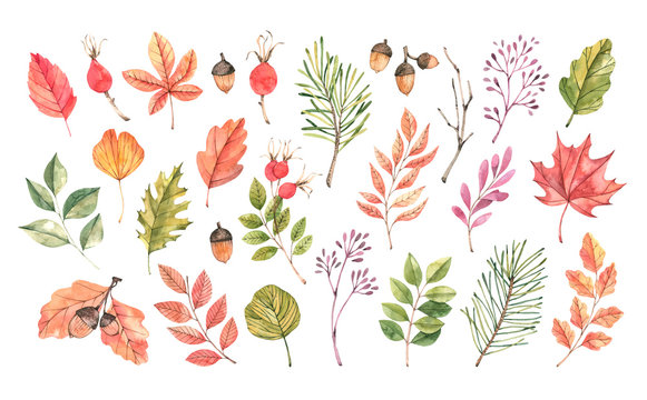 hand drawn watercolor illustration. set of fall leaves, acorns, berries, spruce branch. forest desig