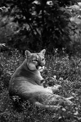 Wall Mural - Portrait of Beautiful Puma. Cougar, mountain lion, puma, panther, striking pose, scene in the woods, wildlife America