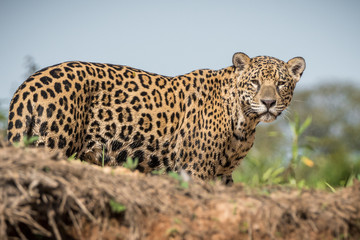 Wall Mural - Onça Pintada / Jaguar (Panthera onca)