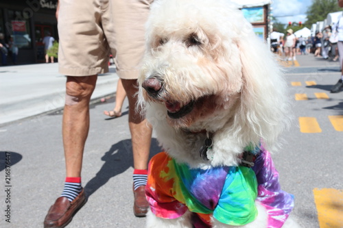 tie dye poodle
