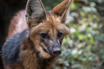 Sticker - Lobo Guará / Maned Wolf (Chrysocyon brachyurus)