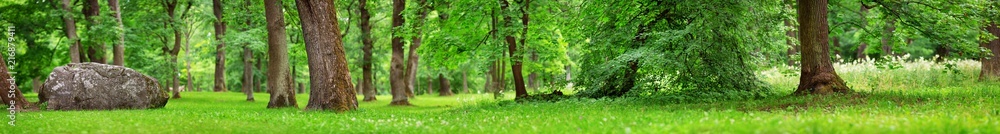 park panorama with trees and green foliage. woods in summer - obrazy, fototapety, plakaty 