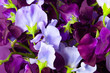 Flowers of sweet pea, close-up