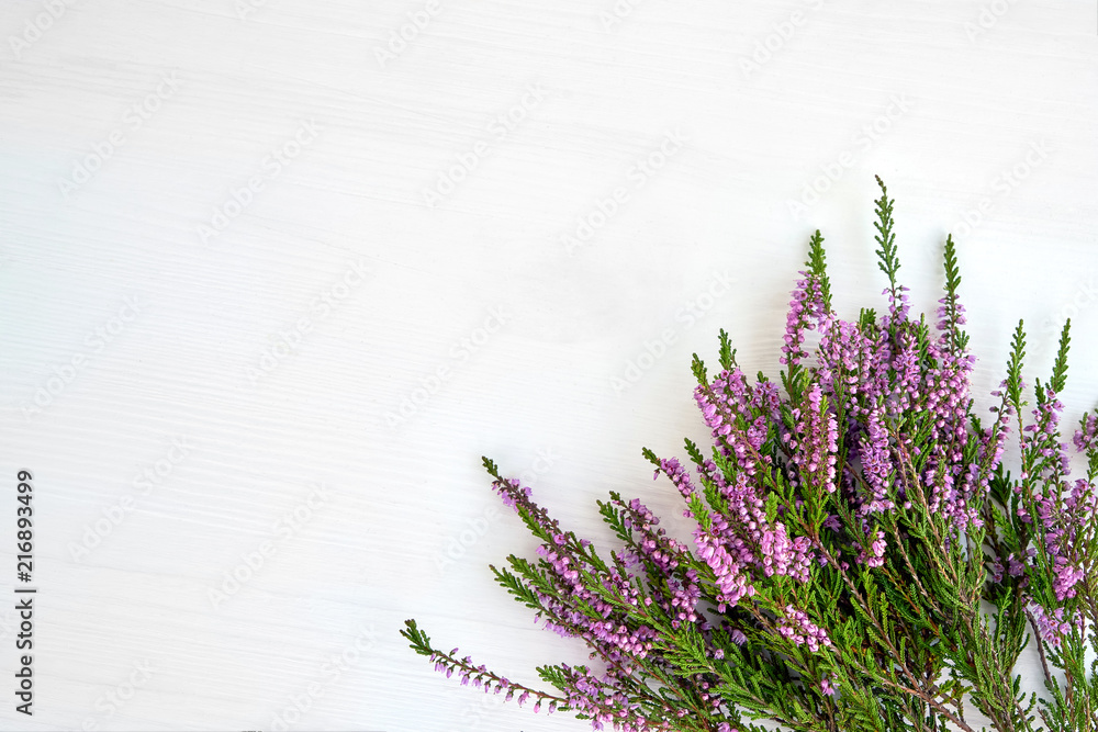 Bunch of common heather on white background. Copy space, top view. - obrazy, fototapety, plakaty 