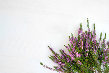 bunch of common heather on white background. copy space, top view.