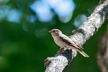 Spotted flycatcher sitting on branch. Cute brown bird in wildlife.