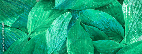 Fresh garden leaves bell organic gardening background Tableau sur Toile
