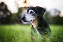 Grote Rode Hond Gratis Stock Foto Public Domain Pictures grote-rode-hond-gratis-stock-foto-public-domain-pictures