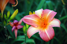 Colorful Pink, Yellow And Orange Lily With Open Petals
