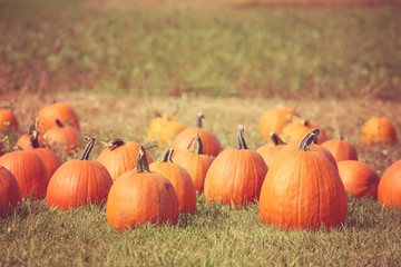 ripe harvested pumpkins in a pumpkin patch