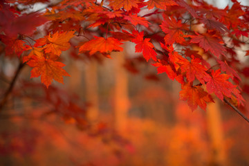 red maple leaves border at autumn forest, blurred background. season changing. a tree branch of mapl