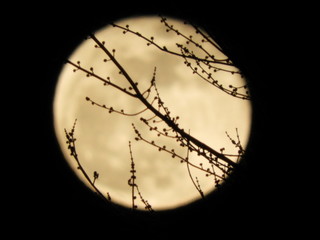 branch moon