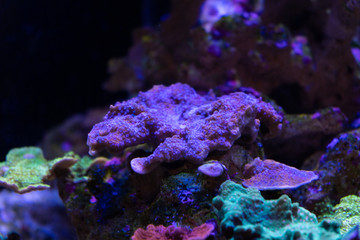 Wall Mural - purple montipora sps coral