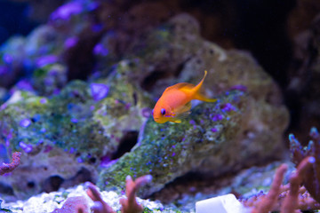 Wall Mural - orange Anthias fish on coral reef