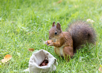 cute squirrel with fluffy tail sitting on green grass with bag of nuts