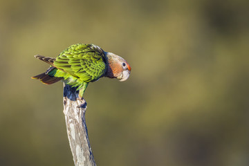 cape parrot in kruger national park, south africa ; specie poicephalus robustus family of psittacida