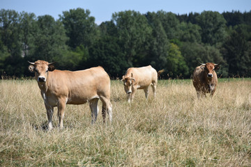 Wall Mural - betail vache agriculture levage secheresse