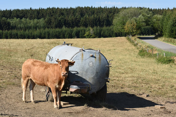 Canvas Print - betail vache agriculture levage secheresse citerne