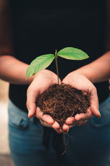 Safe for Green Earth and Protection The World Concept, Close-Up of Woman Hands is Holding Seeding Tree and Soil for Planting. Female Hands is Carrying Young Plant for Sustainable Environmental