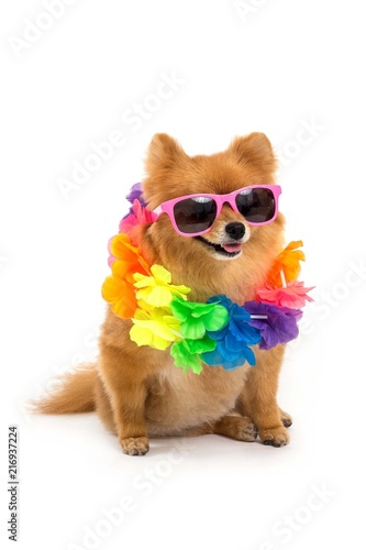 pomeranian with sunglasses