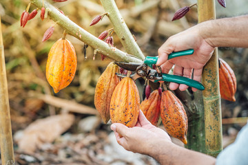 Cacao Tree. Organic cocoa fruit pods in nature. Theobroma cacao.